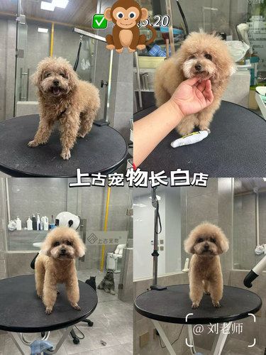 宠物店欢乐多