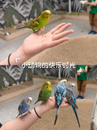 小鸟亲亲～超治愈