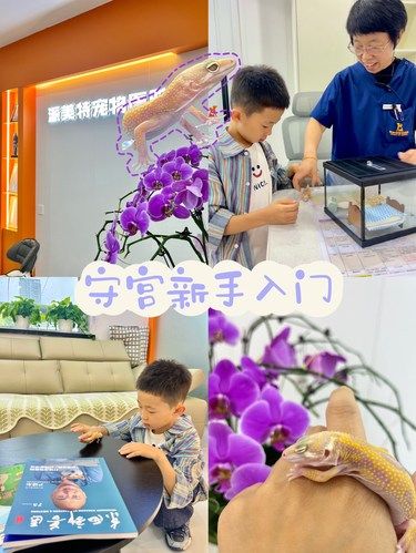异宠守宫新手入门——不知道怎么养的问这里