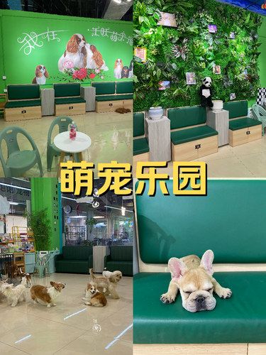 四脚萌宠柔软时光