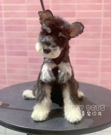 潮流狗狗造型师 ✂️