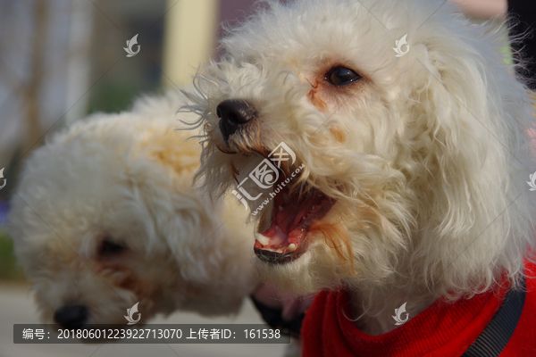 白色宠物狗