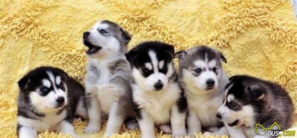 如何正确饲养哈士奇犬？