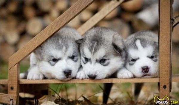 如何正确饲养哈士奇犬？