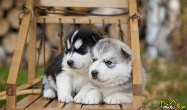 如何正确饲养哈士奇犬？
