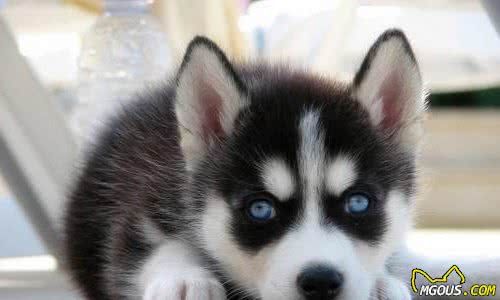 如何正确饲养哈士奇犬？