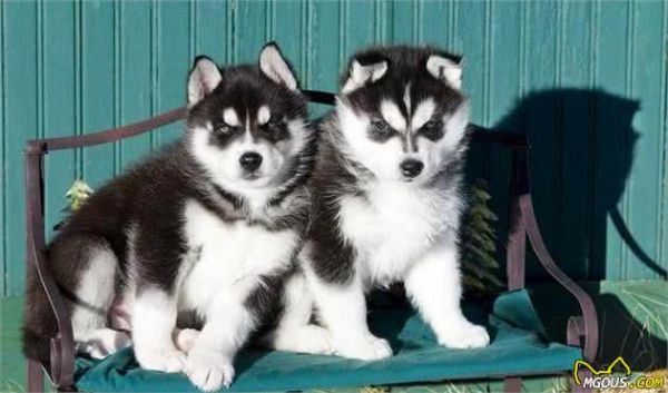 如何正确饲养哈士奇犬？