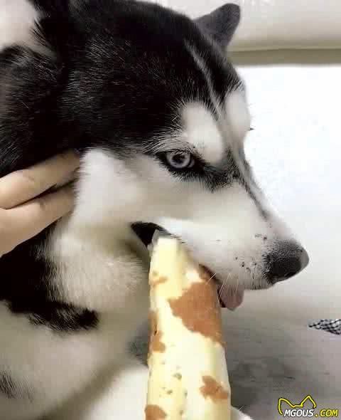 如何正确饲养哈士奇犬？