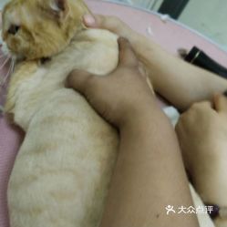 【宠物店】除跳蚤让你的宠物远离寄生虫！