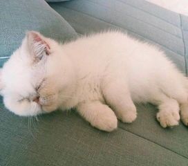 宠物猫配种发帖怎么写好