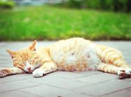 宠物猫怀孕怎么办？