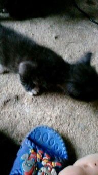 宠物猫家猫配种怎么配