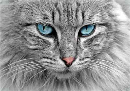 做梦梦到猫