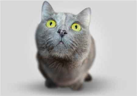 做梦梦到猫