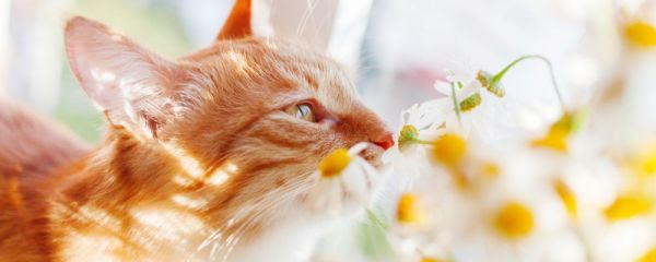男人梦见猫代表什么 梦见猫要注意什么 男人梦见猫要注意什么
