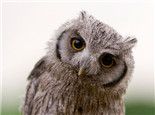 宠物猫头鹰并不容易饲养