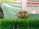 了解猫头鹰习性后再饲养
