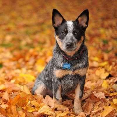 澳洲牧牛犬
