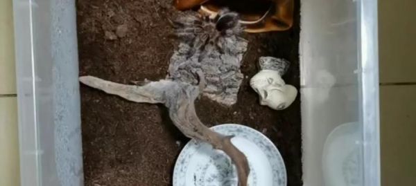 宠物捕鸟蛛为何短命？（探寻宠物捕鸟蛛短命的原因与解决方法）