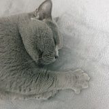粗鲁的李子