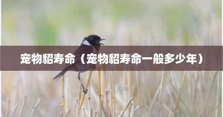 宠物貂寿命（宠物貂寿命一般多少年）