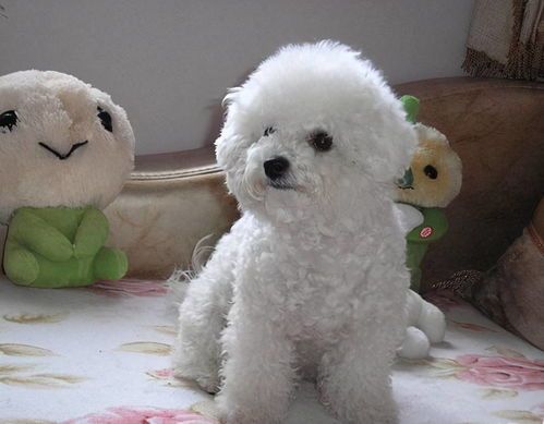 了解棕熊犬：体型与饲养全攻略！