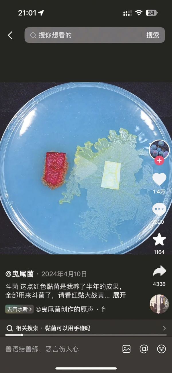 抖音用户“曳尾菌”发布的“斗菌”视频（截图）。