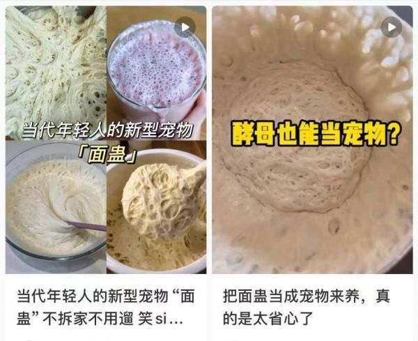 年轻人流行养酵母当宠物：“解压”还是“跟风”？