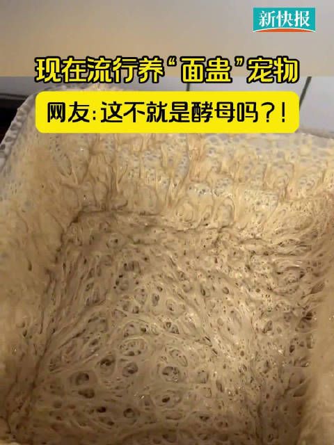 现在流行养面蛊宠物网友:这不就是酵母吗?