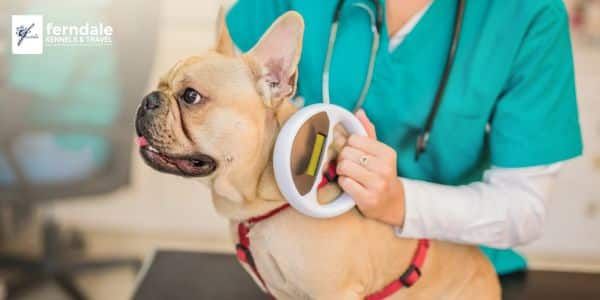 pet-health-certificate
