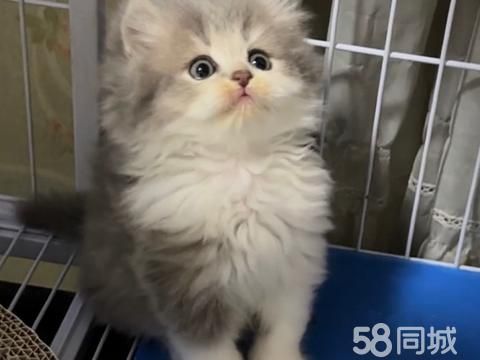 恩施宠物赠送/领养·恩施自家小猫