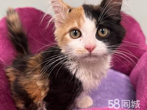 恩施宠物赠送/领养·小三花猫免费领养