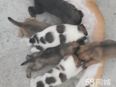 恩施宠物赠送/领养·小奶狗免费送，需要有责任心，爱狗人士领养！