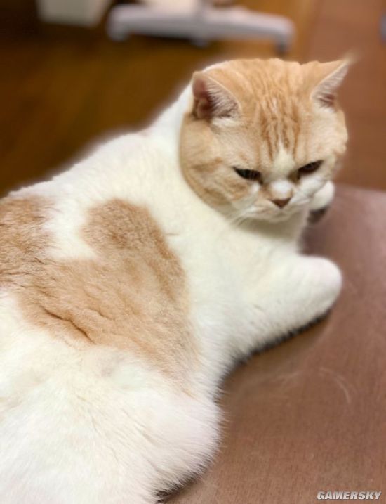 特地买了符合猫体工程学的餐桌！ 猫：我有自己的想法