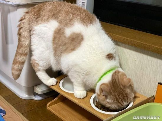 特地买了符合猫体工程学的餐桌！ 猫：我有自己的想法