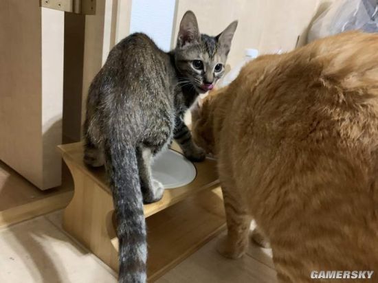 特地买了符合猫体工程学的餐桌！ 猫：我有自己的想法
