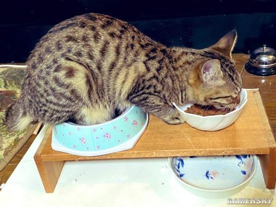 特地买了符合猫体工程学的餐桌！ 猫：我有自己的想法