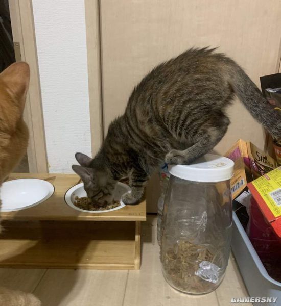 特地买了符合猫体工程学的餐桌！ 猫：我有自己的想法