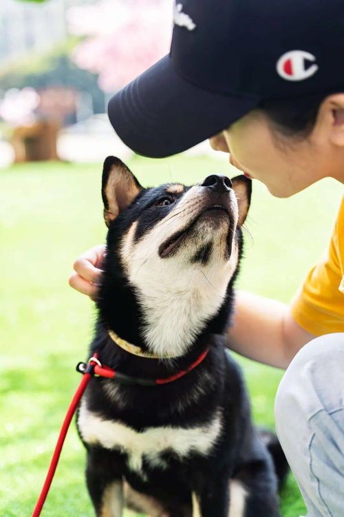 深圳公园宠物友好指南：带狗游玩与领养宠物全攻略