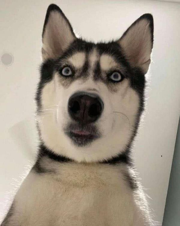 喜欢中型犬，养什么比较好啊?