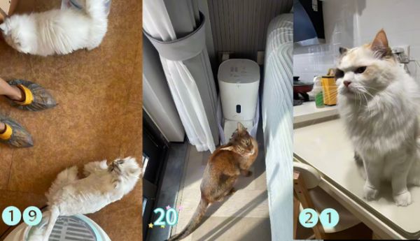 2024年国庆期间,桓先生上门投喂的部分猫咪。受访者供图