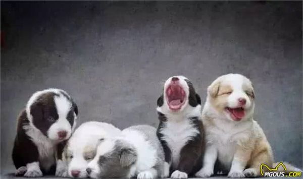 新手养犬注意事项