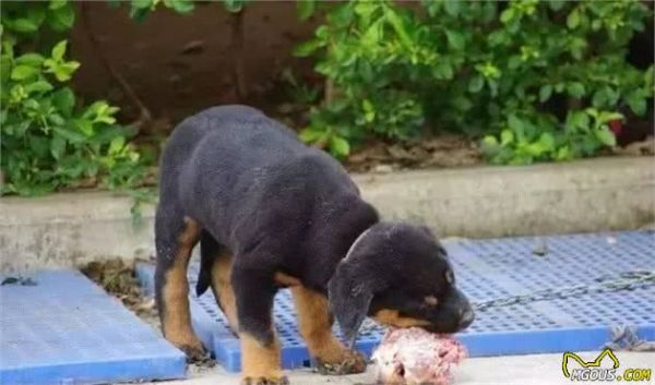 新手养犬注意事项