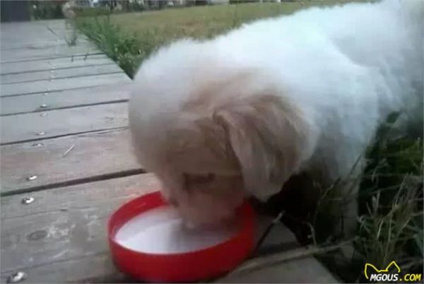 新手养犬注意事项