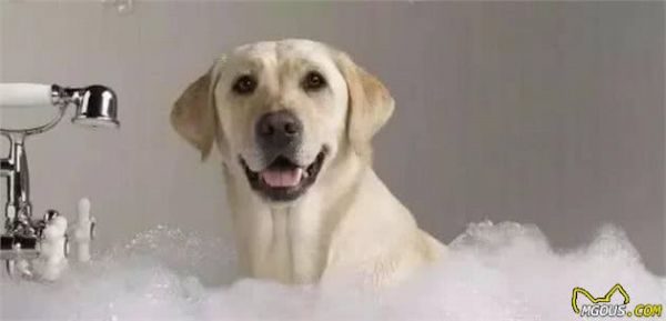 新手养犬注意事项