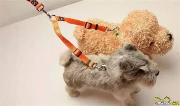 新手养犬注意事项