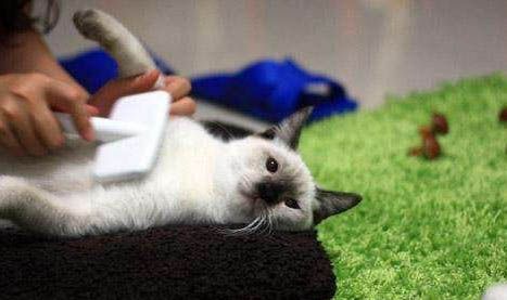 新手养猫注意事项攻略