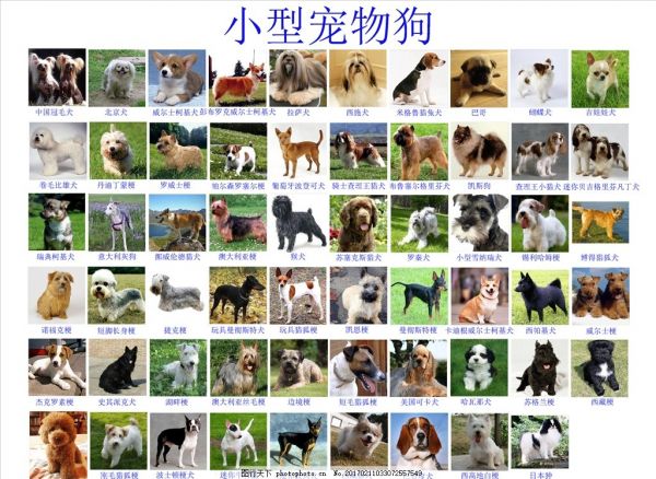 小型宠物狗