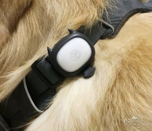宠物电推子使用教程,轻松给爱宠造型!