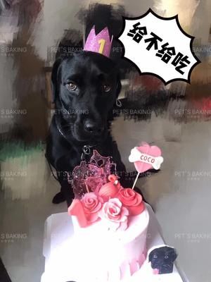 宠物蛋糕食谱的做法 步骤4